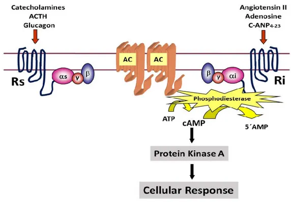 Figure 8: G-protein Mediated Adenylyl Cyclase/cAMP Signaling. Where, AC is denoting as adenylyl cyclase
