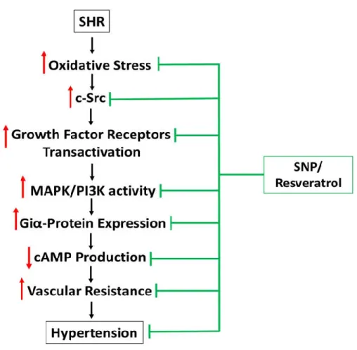 Figure  9:  Schematic  Diagram  Summarizing  the  Effect  of  SNP/Resveratrol  on  Hypertension  of  SHR  and  the  Implicated Molecular Mechanisms