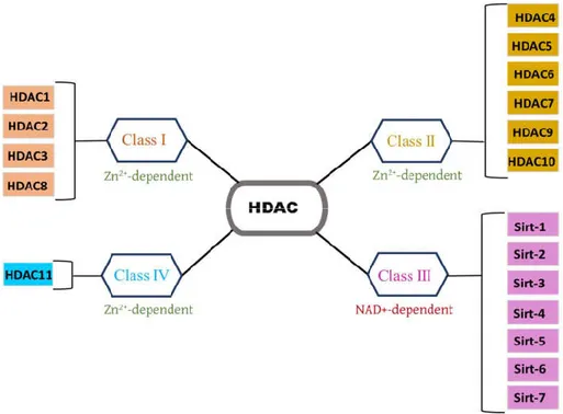 Figure 10. Histone Deacetylases (HDAC) Classifications. HDAC are divided into four classes, CLASS I (HDAC1, HDAC2,  HDAC3, HDAC8); CLASS II (HDAC4, HDAC5, HDAC6, HDAC7, HDAC9, HDAC10); CLASS III (Sirt-1, Sirt-2, Sirt-3, Sirt-4,  Sirt-5, Sirt-6, Sirt-7) and