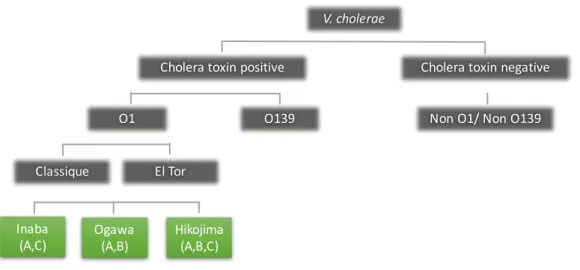 Figure 1: Nomenclature V. cholerae- V. cholerae est soumis à une classification précise