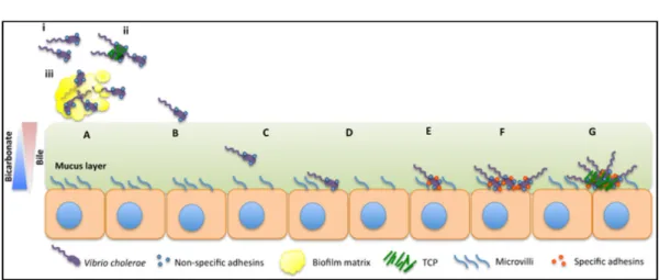 Figure 2: Colonisation de l’intestin par V. cholerae - (A) La bactérie V. cholerae peut être ingérée à l’état libre (i),