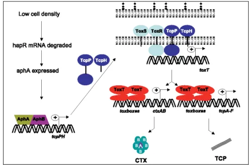 Figure 4: Régulation de l’expression de la TC et du TCP- A faible densité génique, les activateurs cytoplasmiques AphA et AphB s’expriment et activent l’expression de l’opéron tcpPH (représenté par le « + » sur la figure)