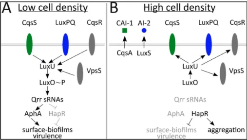 Figure 5: Voie de régulation du Quorum sensing (QS) – Lorsque la densité cellulaire est faible (A), la