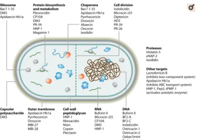 Figure 6: Les mécanismes cytoplasmiques, cibles de peptides anti-microbiens chez les bactéries