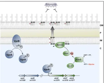 Figure 7 : Mécanisme de modification de la charge membranaire chez V. cholerae – Lorsque VprB (bleu) présente à la membrane interne (IM) est stimulée, elle s’auto-phosphoryle et le groupement phosphate est transféré sur VprA (bleu)