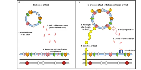 Figure 8 : Dilution des PAM via Bap1 à la surface des OMV– (A) En absence de PmB la quantité d’OmpT à la surface des OMV est faible, la concentration en PAM à l’environnement bactérien est forte