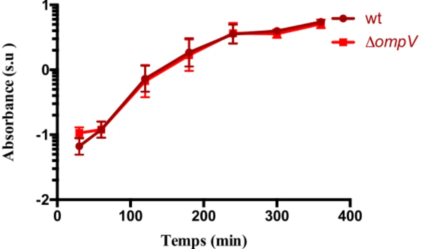 Figure 10 : Croissance des souches V. cholerae O1 El Tor sauvage (wt) et mutante (∆ompV) – Les souches V