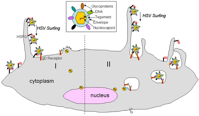 Fig 2.  The two models of HSV-1 entry inside a cell 