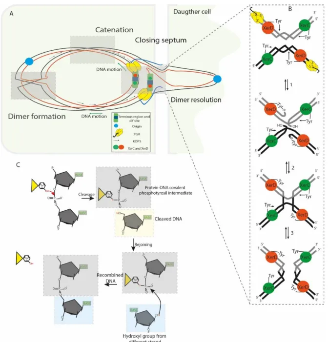 Figure 2.  Segregation of the sister chromatids during chromosome dimer resolution in E