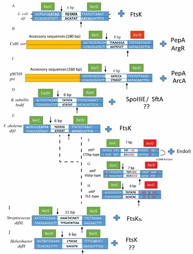 Figure 3. Sequence alignment of (A) dif, (B) cer, (C) psi, (D) Bsdif, (E) dif1, (F) attP CTX , (G) attP VGJ , 