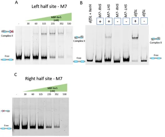 Figure 2. Titration of a 315 bp DNA fragment containing difSL-M7 half left site, M7-LHS (A)  and half right site, M7-RHS (C)
