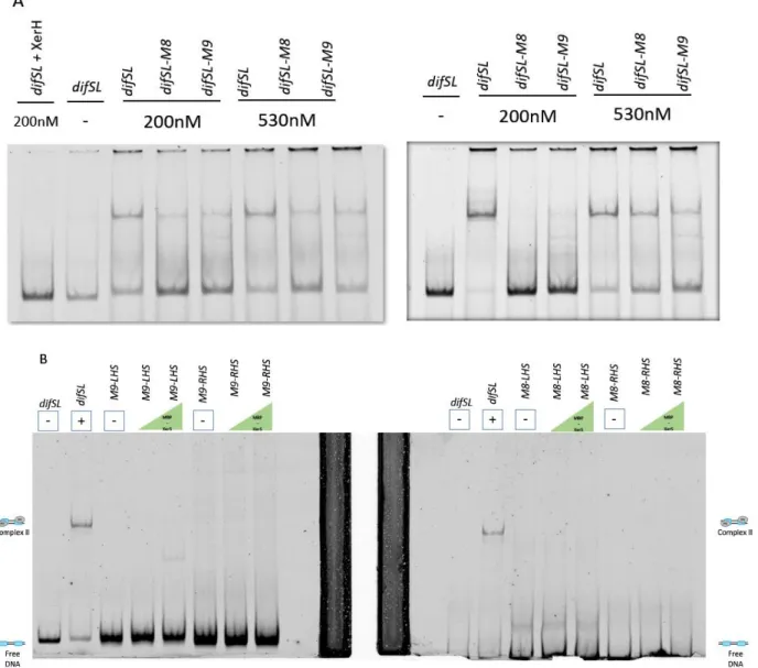 Figure 3. Titration of a 339 bp DNA fragment containing difSL, complete difSL mutants M8  and M9  and half sites