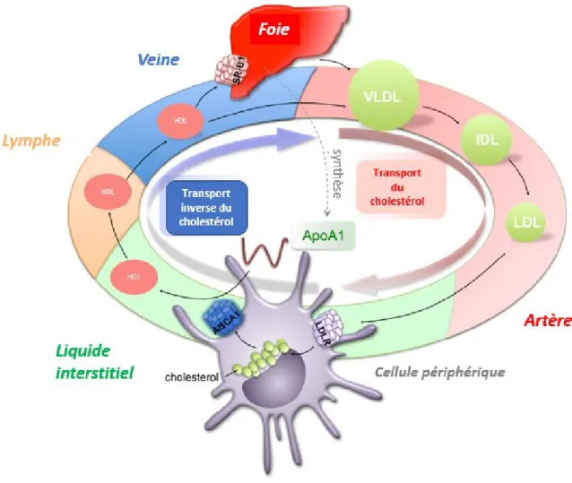 Figure 1.4 Transport du cholestérol (adapté de 76 ).  
