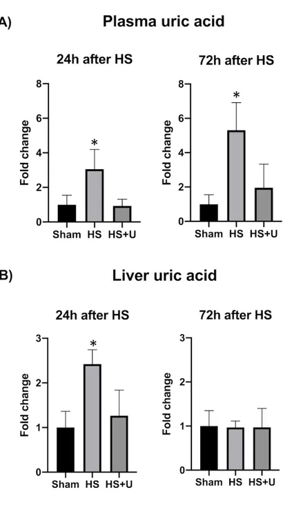 Figure 2: Circulating (A) and liver (B) uric acid concentration 24h and 72h after hemorrhagic  shock