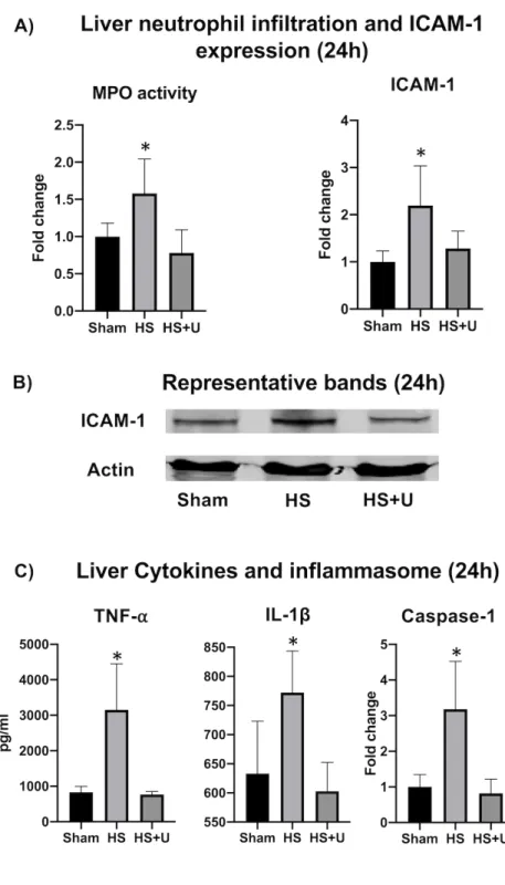 Figure 4: Liver neutrophil infiltration, ICAM-1 adhesion protein expression with representative  bands  (A),  pro-inflammatory  cytokine  expression  related  to  inflammasome  activation  and  caspase-1  activation  (B)