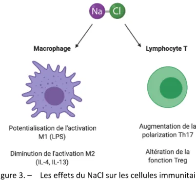Figure 3. –   Les effets du NaCl sur les cellules immunitaires. 