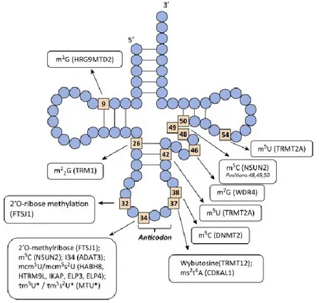 Figure 1.2: Lieux des principales positions de modifications sur la structure de l’ARNt