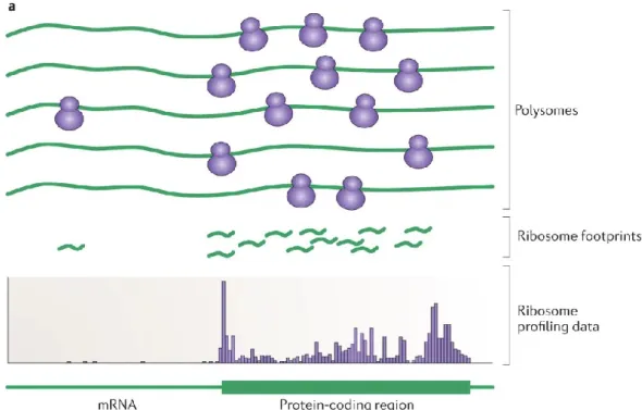 Figure 1.4: Illustration du principe du Ribo-Seq et la dérivation des DRs correspondantes