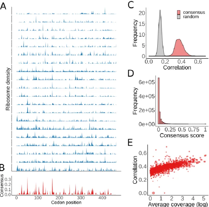 Figure  2.1:  Consensus  ribosome  density  profiles.  (A)  Ribosome  density  (RD)  profiles  from 