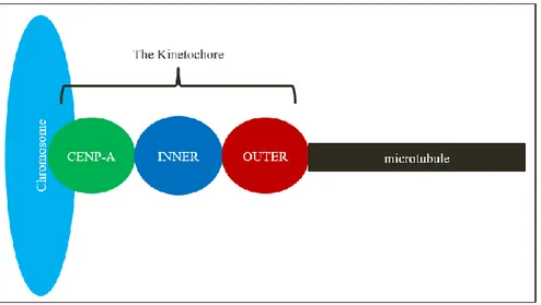 Figure 1.1: Organization of kinetochore proteins in the cell- CENP-A and other CCAN proteins  are the closest to the chromosomes