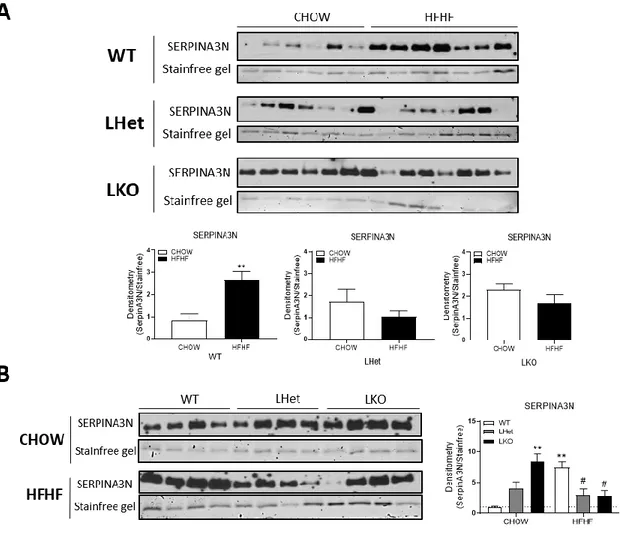 Figure 6. - Diet and hepatic PGC-1α levels influence SERPINA3N serum levels in male mice