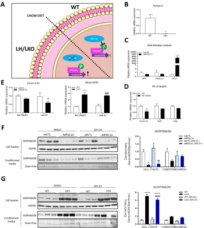 Figure 9. - SERPINA3N expression is influenced by PGC-1α levels independently of NF-κB