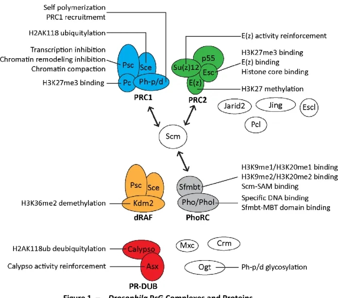 Figure 1. –   Drosophila PcG Complexes and Proteins. 