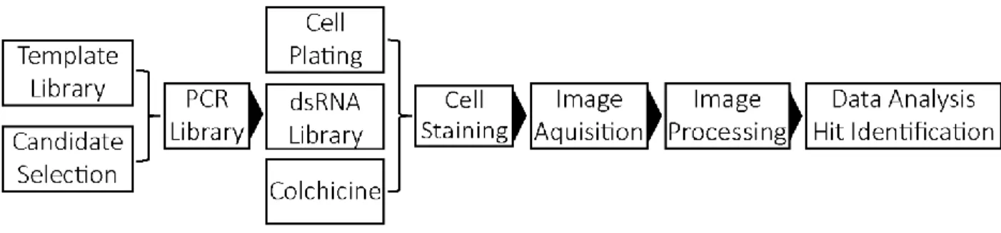 Figure 4. –   Schematic Representation of Screening Workflow.  
