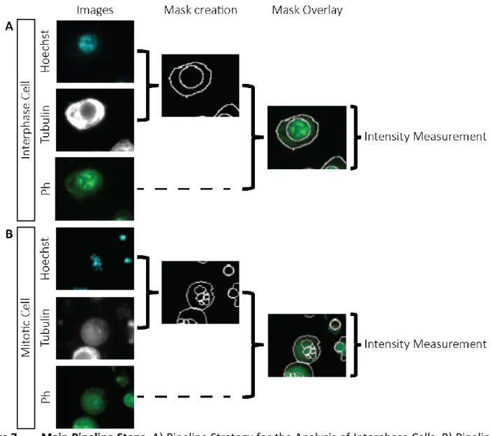 Figure 7. –   Main Pipeline Steps. A) Pipeline Strategy for the Analysis of Interphase Cells