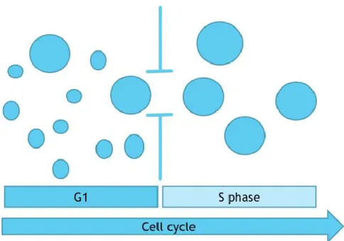 Figure 2: Critical cell size threshold 