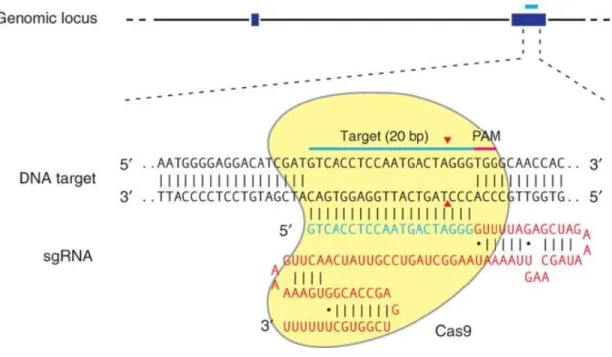 Figure 4: The CRISPR/Cas9 function 