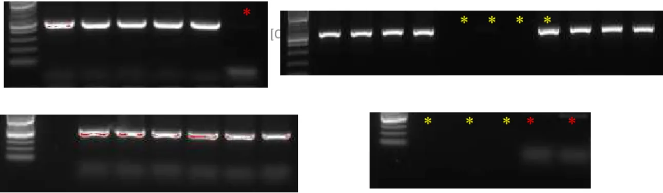 Figure 10: Elutriation samples labeling PCR 1. 