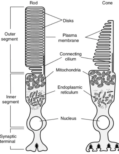 Figure 2. –   Schematic diagram of the structure of the photoreceptor. Figure adapted from (Cote, 
