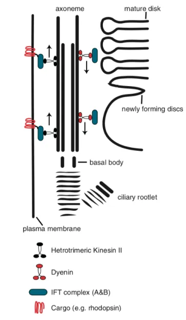 Figure 3. –   Protein  trafficking  in  photoreceptors.  Figure  taken  from  (Ramamurthy  &amp;  Cayouette, 