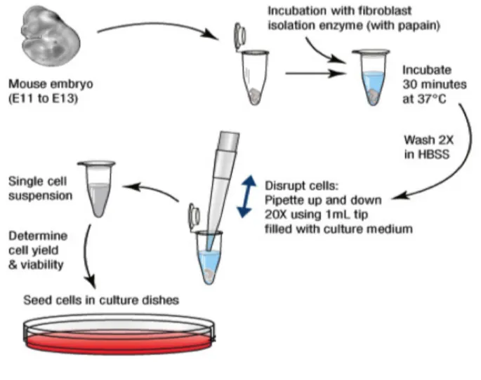 Figure 5. –   Experimental  outline  for  the  isolation  of  mouse  embryonic  fibroblast  (MEF)  on  an  embryonic day (E) 13.5 by in vitro culture (ThermoFisher Scientific protocol)
