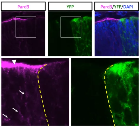 Figure 7. –   Pard3 gene deletion in Par3 cKO mouse line at the peripheral retina. Immunostaining for 
