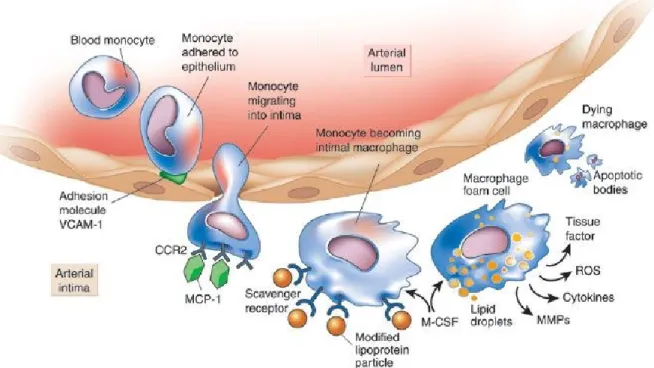 Figure  1  :  Monocytes  in  atherogenesis.  Monocytes  are  recruited  to  defective  endothelium  by 