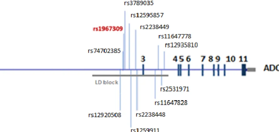 Figure  4  :  Graphical  representation  of  adenylyl  cyclase  9  gene.  Linkage  disequilibrium  (LD) 