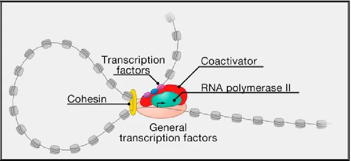 Figure 5 : Assembly of preinitiation complex. Specific transcription factors bind to DNA motifs 