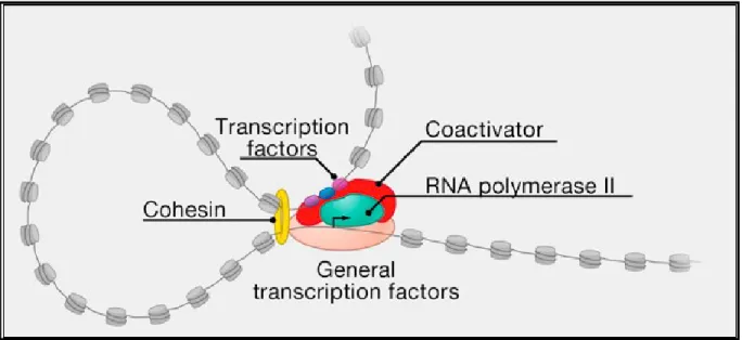 Figure 5 : Assembly of preinitiation complex. Specific transcription factors bind to DNA motifs 