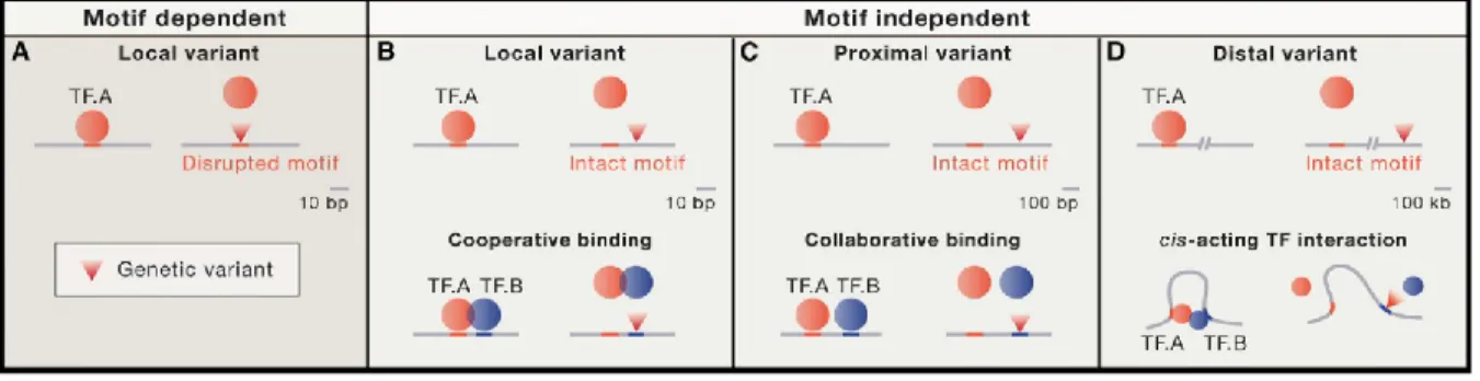 Figure  6  :  Different  mechanisms  of  TF-DNA  binding  variation  by  genetic  variants