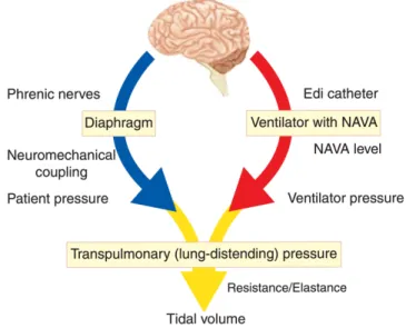 Figure 3.   Concept of Neurally Adjusted Ventilatory Assist (NAVA)