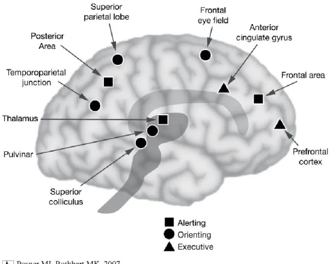 Figure C : Les 3 réseaux attentionnels de Posner et Rothbart (2007) 