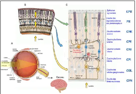 Figure 1.1. Parcours de la lumière dans les structures de l’œil. (A) De la partie antérieure à 