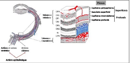 Figure 1.2. Circulation sanguine oculaire et rétinienne. Le plexus vasculaire superficiel est 