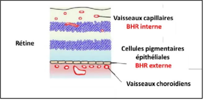 Figure 1.3. Barrières hémato-rétiniennes (BHR).    Adapté de (Choi et al., 2008) 