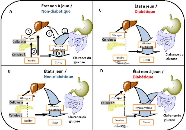 Figure 1.4. Régulation du glucose plasmatique dans un système bi-hormonal A) Après un 