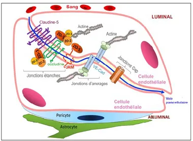 Figure  1.9.  Principaux  complexes  de  jonction  contrôlant  la  perméabilité  de  la  BHR