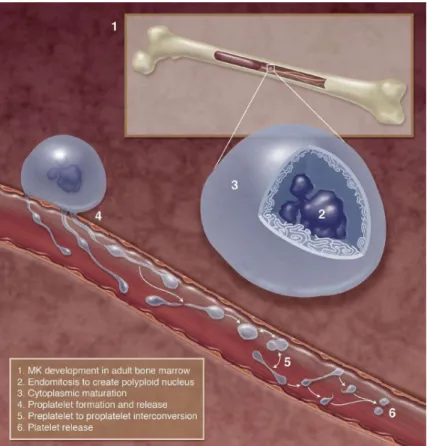 Figure 1.1: Les étapes de la production des plaquettes à partir des MKs. (1) Développement des MKs  dans la moelle osseuse, (2) L’endomitose des MKs qui aboutit à la formation de cellules polyploïdes, (3)  Maturation du cytoplasme des MKs, (4) Formation et sécrétion des pro-plaquettes, (5) Conversion des  pro-plaquettes en pre-plaquettes, (6) Sécrétion des plaquettes.[10] 