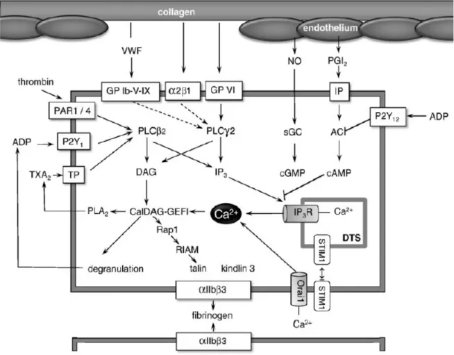 Figure 1.2 : Schéma qui résume les récepteurs plaquettaires ainsi que les voies de signalisation principales   impliquées dans la fonction hémostatique des plaquettes.[58] 